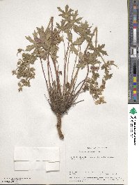 Geranium caespitosum image