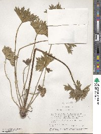 Geranium caespitosum image