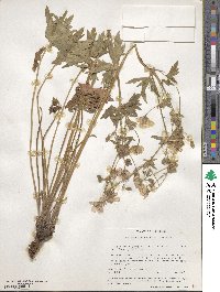 Geranium caespitosum image