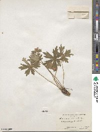 Geranium caespitosum image