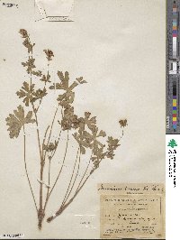 Geranium caespitosum image