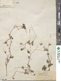 Geranium caespitosum image