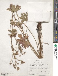 Geranium caespitosum image