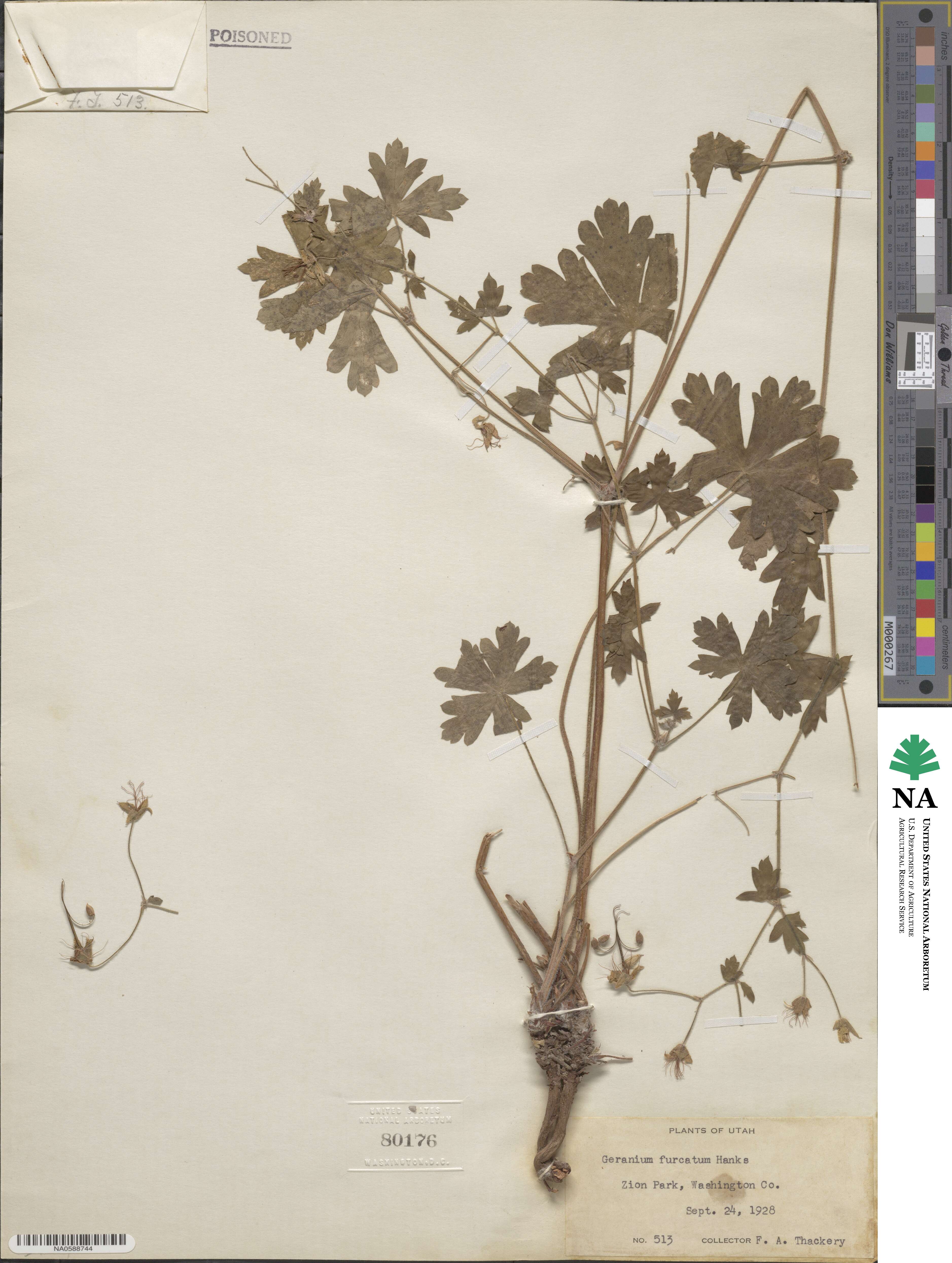 Geranium caespitosum image