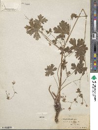 Geranium caespitosum image