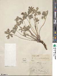 Image of Geranium gracile