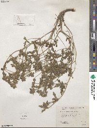 Geranium lentum image