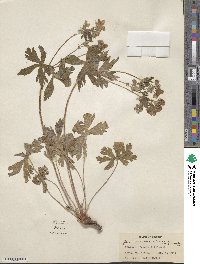 Geranium maculatum image