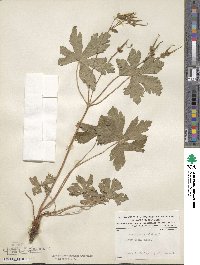 Geranium maculatum image