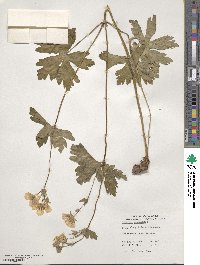 Geranium maculatum image