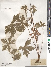 Geranium maculatum image