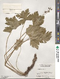 Geranium maculatum image