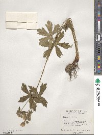 Geranium maculatum image