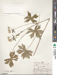 Geranium maculatum image