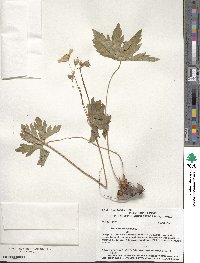 Geranium maculatum image