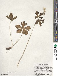 Geranium maculatum image