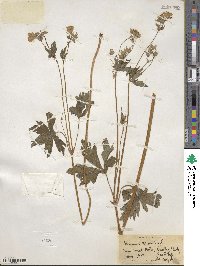 Geranium maculatum image