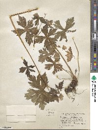 Geranium maculatum image