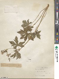 Geranium maculatum image