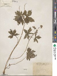 Geranium maculatum image