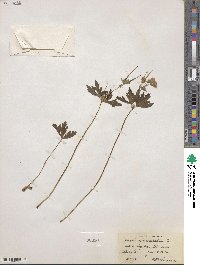 Geranium maculatum image