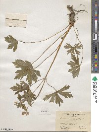 Geranium maculatum image