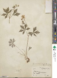 Geranium maculatum image