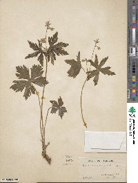 Geranium maculatum image