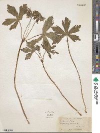 Geranium maculatum image