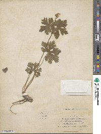 Geranium maculatum image