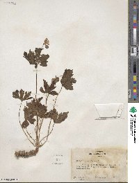 Geranium maculatum image