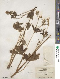 Geranium maculatum image