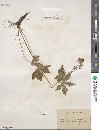 Geranium maculatum image