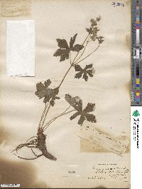 Geranium maculatum image