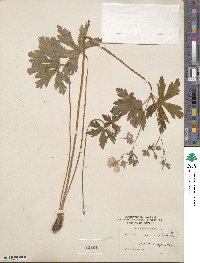 Geranium maculatum image