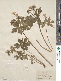 Geranium maculatum image