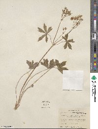 Geranium maculatum image