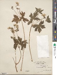 Geranium maculatum image