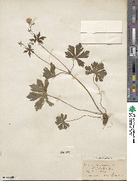 Geranium maculatum image