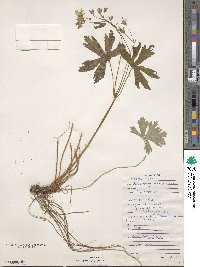 Geranium maculatum image