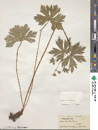 Geranium maculatum image