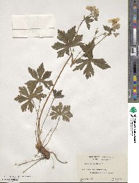 Geranium maculatum image