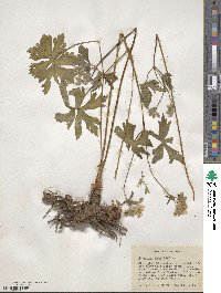 Geranium maculatum image