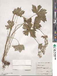 Geranium maculatum image