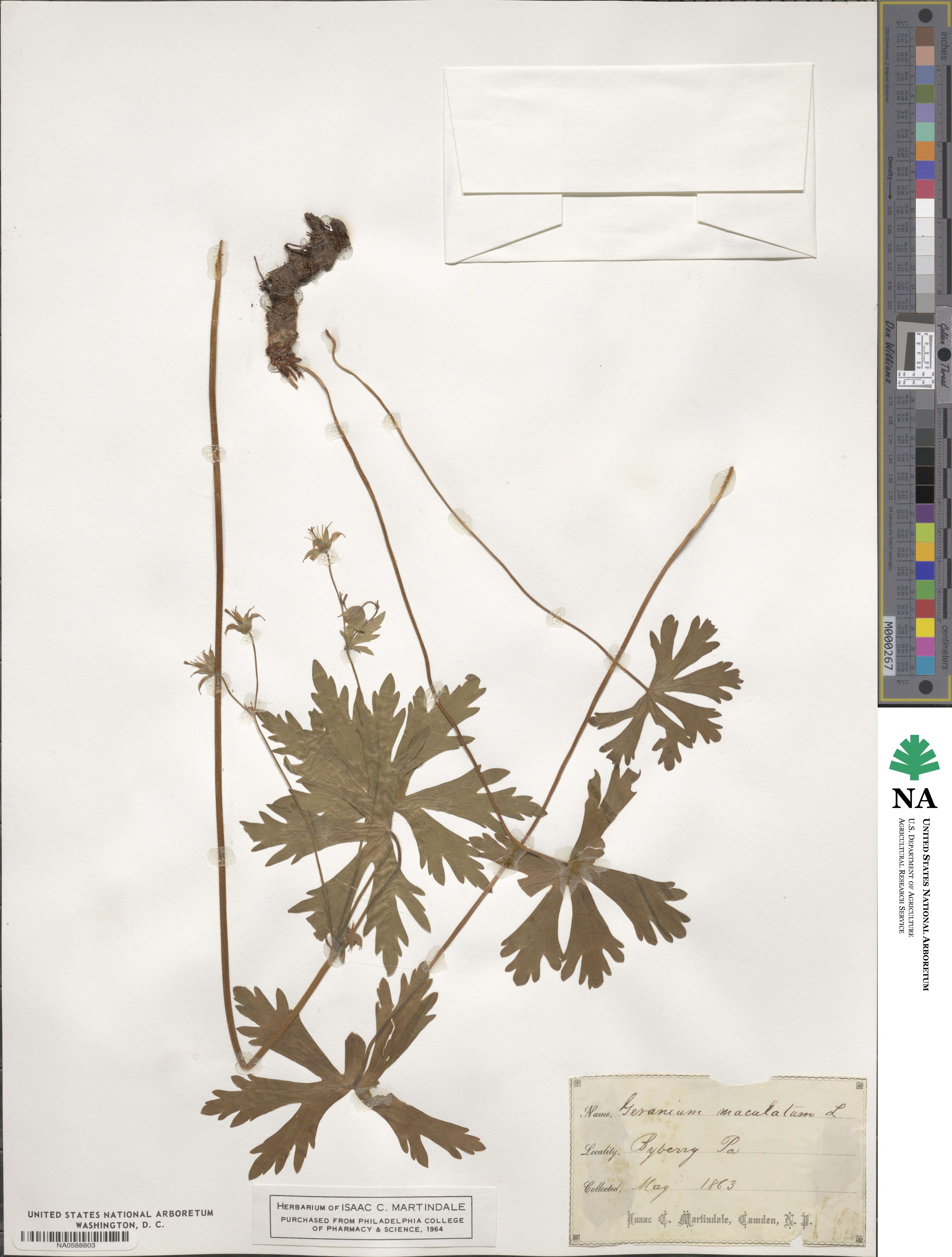 Geranium maculatum image