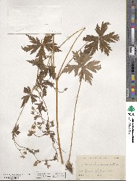 Geranium maculatum image