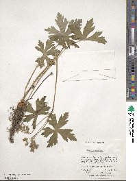 Geranium maculatum image