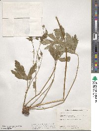 Geranium maculatum image