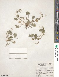 Geranium molle image