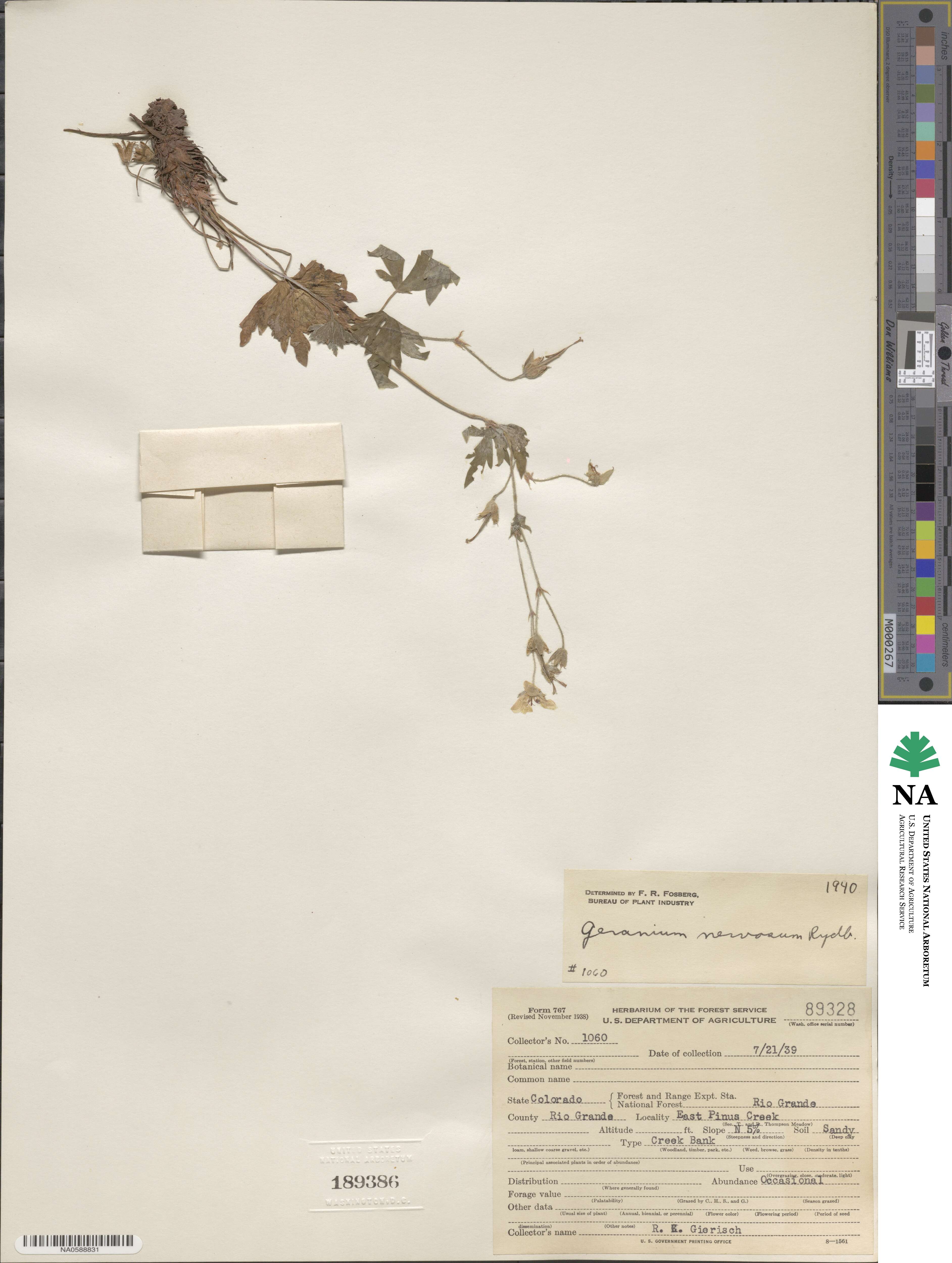 Geranium viscosissimum image